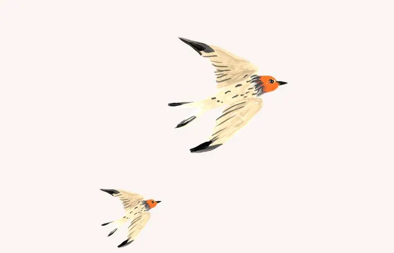Flying Birds
